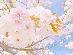 -高东镇樱花园