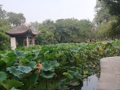 -莲湖公园