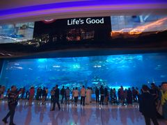 -迪拜水族馆及水下动物园