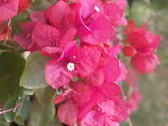 -艾提尕尔清真寺