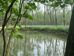 -合肥滨湖国家森林公园