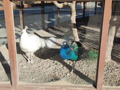 -南宫五洲植物乐园