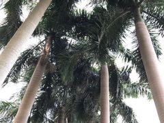 -八达通