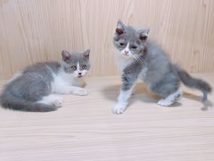 -屋虎猫馆(宝安大仟里店)