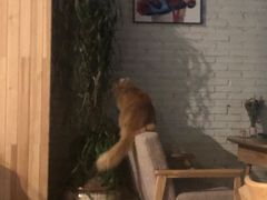 -藏猫猫咖啡主题馆(中央大道店)