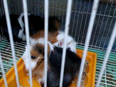 android_upload_pic-桂林市花鸟市场