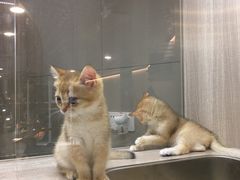 -飞行喵MR PILOT|猫舍·猫咖(静安大融城店)