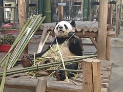 -栾川竹海野生动物园