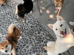 -柴犬高等学院·狗咖·柴犬售卖·宠物训练