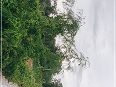 -西双版纳傣族园
