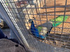 -石家庄市动物园