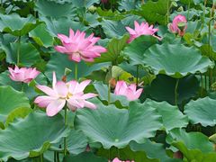 -莲花池公园