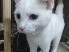 -爱佳宠物中心医院24H·CT·骨外科·猫专科(瑶海万达店)