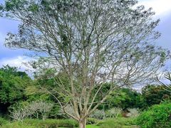 -中国科学院西双版纳热带植物园
