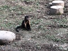 -上海野生动物园
