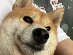 -柴犬高等学院·狗咖·柴犬售卖·宠物训练