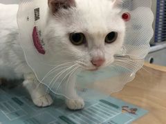 -伟伟宠物医院·CT影像中心·瑞派犬猫综合性门诊(汉口总院)