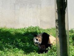 -卧龙中华大熊猫苑神树坪基地
