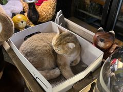 -咖法森林·咖啡  酒吧(天河店)