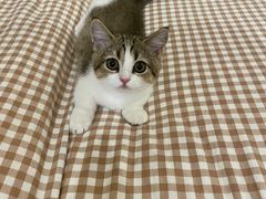 -momokira米努特·德文卷毛猫·棉花面纱犬