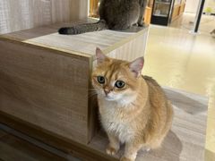 -藏猫猫咖啡主题馆(中央大道店)