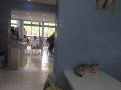 -喵的天空名猫咖啡馆·撸猫·猫舍·用品