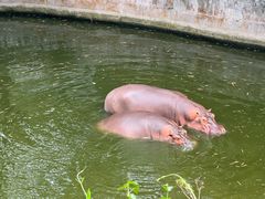 -深圳野生动物园