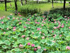 -沐仙湖湿地公园