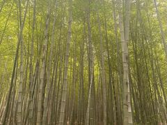 -杭州半山国家森林公园