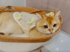 -lincat·猫舍(广州店)