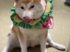-逗柴咖啡屋·狗咖猫咖宠物桌游