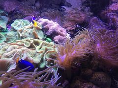 -悉尼海洋生物水族馆