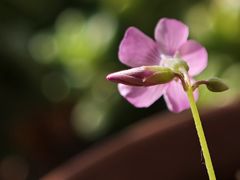 -红星美凯龙(东北全球家居1号店)