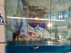 -帝企鹅自助餐厅•儿童岛•真企鹅(长隆企鹅酒店)