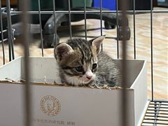 -瑞派动物医院·猫专科·至诚(江南中分院)