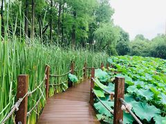 -陈家山荷花公园