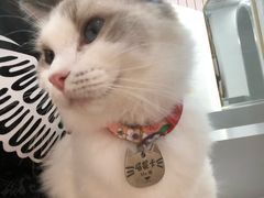 -糯米喵星人·撸猫猫舍咖啡馆(西市场嘉华店)