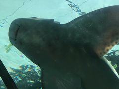-悉尼海洋生物水族馆