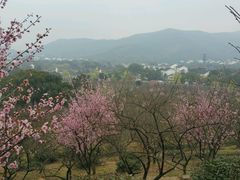 -香雪海