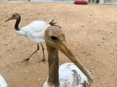 -盐城丹顶鹤湿地生态旅游区