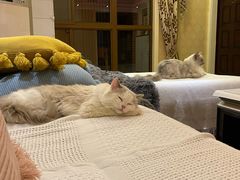 -读宠于你·约克夏比熊·睫角守宫·爬宠售卖(高新店)