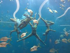 -瑞德姆美人鱼海底演艺主题餐厅(亚龙湾店)