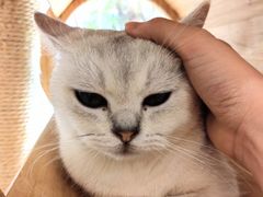 -是阿柴呀！柴犬咖啡·爱喵喵猫咖