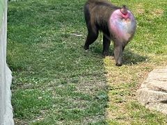 -大连森林动物园