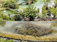 -靖西鹅泉风景区