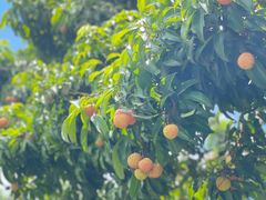 -大屏嶂森林公园