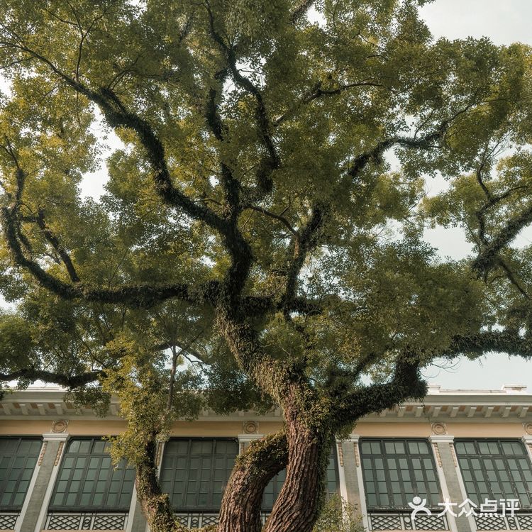 广州沙面|欧陆轻复古,城市漫步地图📽