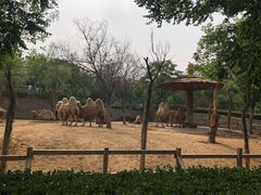 -石家庄市动物园