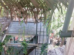 -Rainforest