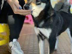 -柴犬高等学院·狗咖·柴犬售卖·宠物训练